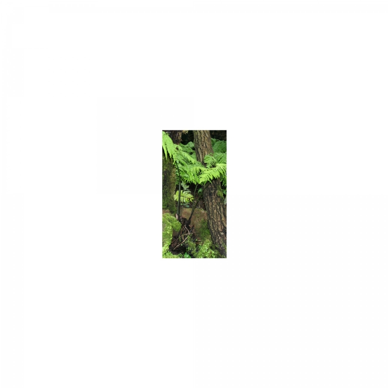 Photo Background - rainforest - 10x20 - high